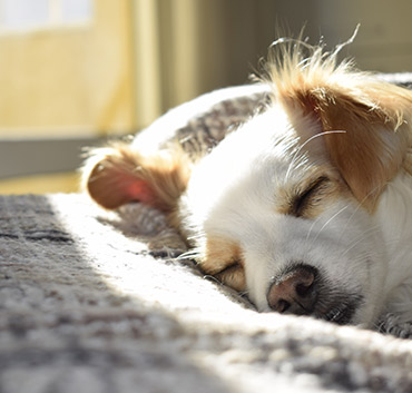 Honden